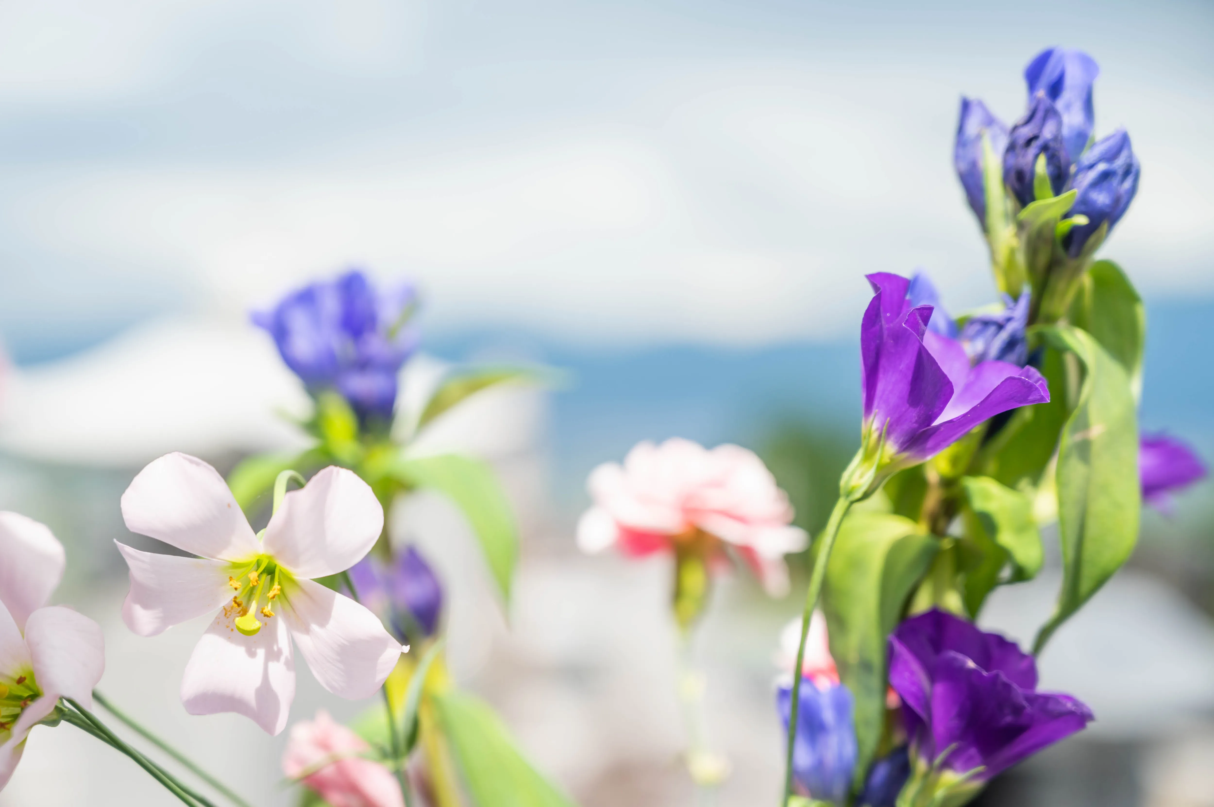 安心の明朗会計プラン