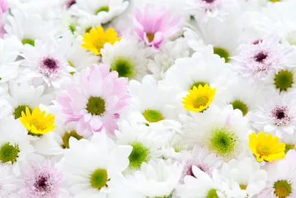 豪華直葬プラン